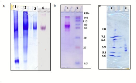  (a) Protein and XO isoenzyme pattern of sheep liver xanthine             oxidase (SLXO) on 7 % native PAGE: (1) n-butanol extract, (2)                        DEAE-cellulose fraction, (3) Sephacryl S-300 purified fraction, and (4) SLXO               isoenzyme pattern. (b) Subunit molecular weight determination by                     electrophoretic analysis of SLXO on 12 % SDS-PAGE: (1) Molecular weight marker proteins and (2) Purified SLXO. (c) Isoelectrofocusing: (1) isoelectric point (pI) marker proteins and (2) The purified sheep liver xanthine oxidase SLXO.