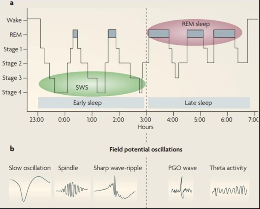  Sleep structure and Electrophysiological sleep stage characteristics