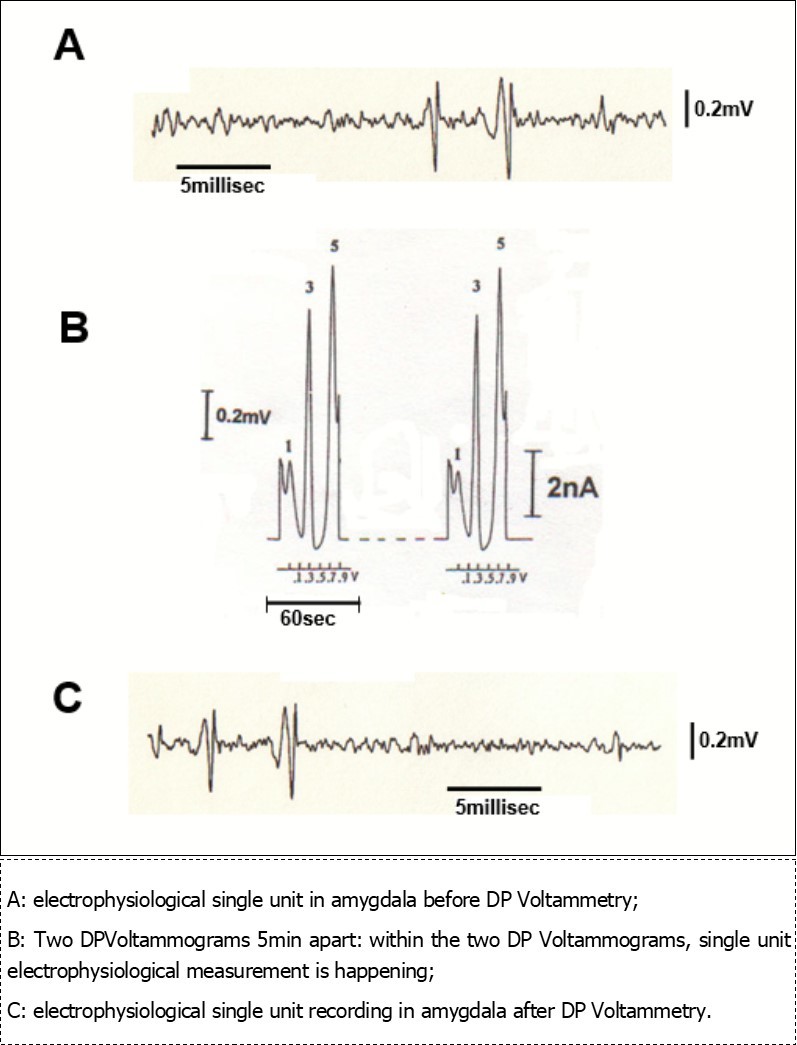  Traces obtained in vivo in the amygdala of a single animal by means of the same micro-electrode: