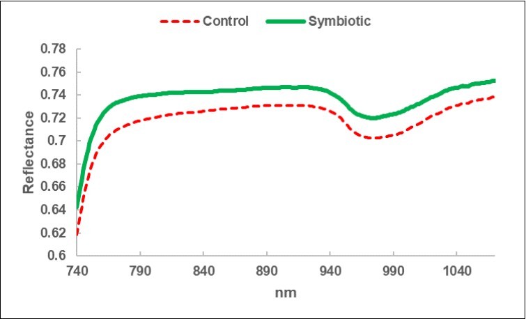 Average reflectance spectrum of the litter-bags in the               sub-fields  Control (C) and in the sub-fields Symbiotics, treated with Micosat (S).
