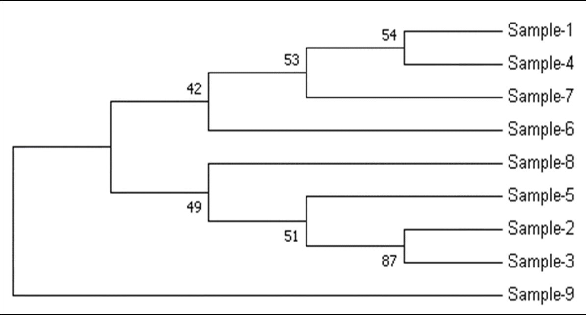  Molecular Phylogenetic analysis by Maximum Likelihood method