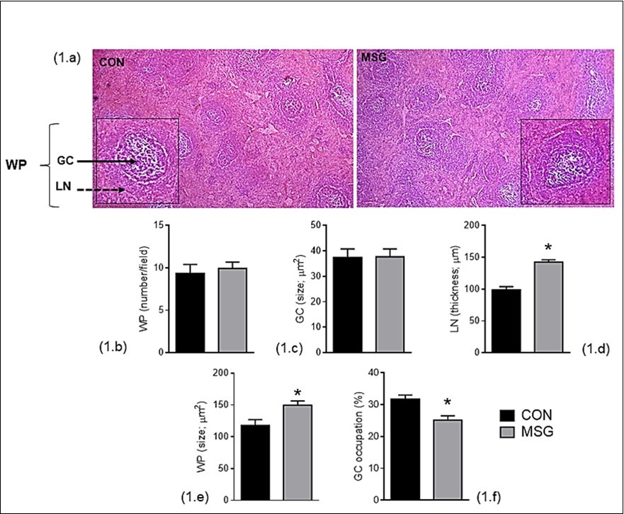Effect of chronic vitamin D supplementation, associated or not with exercise, on histological aspects of the spleens of lean and MSG-obese rats.