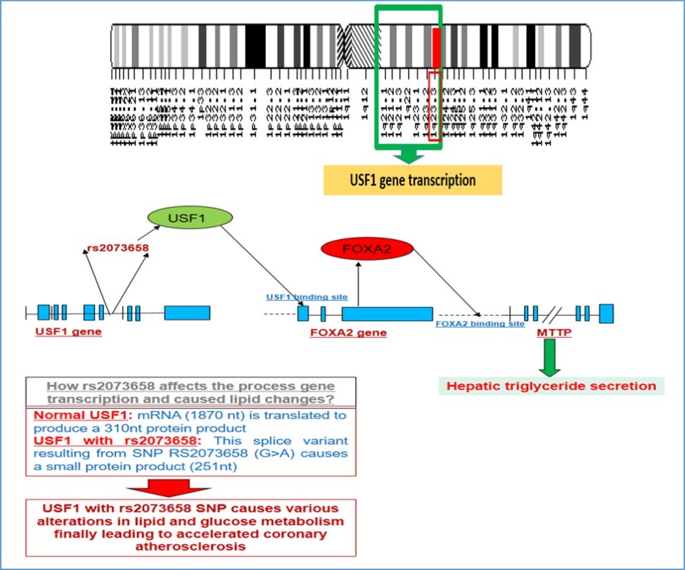  Genetic loci for USF1 gene, its association and relation with FOXA2 and hepatic triglyceride secretion along with role of SNP rs2073658 in USF1 gene in altering lipid and other metabolic effects.