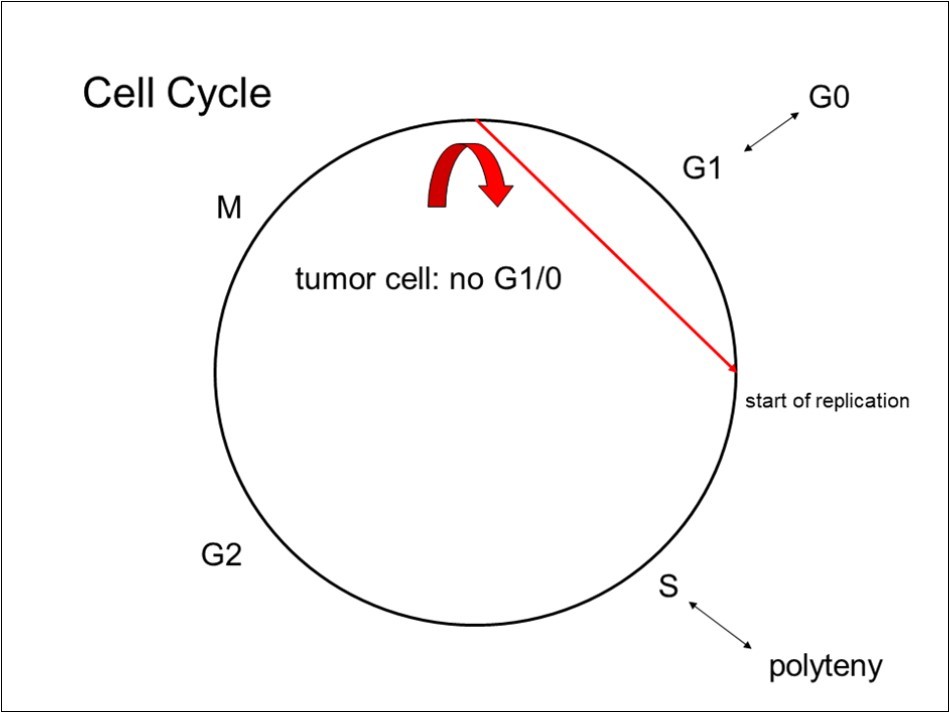  The circle represents the cell cycle (explanation in the main text). The red arrow shows the action of a proliferative mutation, allowing replication. This shortcuts the cell cycle forcing the cell to always new cell divisions. 