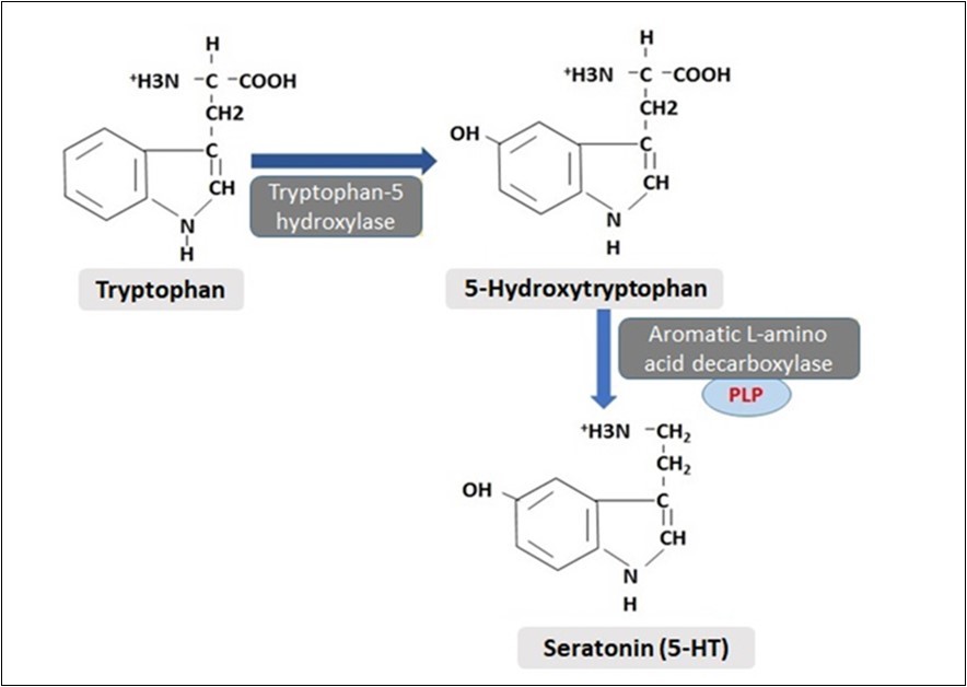  Synthesis of 5-hydroxytryptamine from tryptophan amino acid