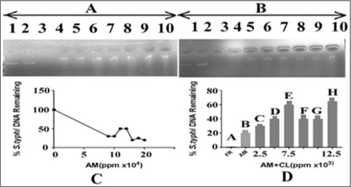  Effect of A. mexicana on Salmonella typhi DNA and protection by C. limon leaves extract. Panel (A) Lane 1: control i.e. DNA in TAE buffer, lane 2: DNA in DMSO and TAE, lane 3: DNA with FR; lanes 4-10 contained DNA, A. mexicana in increasing concentrations from 90000, 100000, 110000, 120000, 130000, 140000 and 150000ppm, respectively. Panel (B) The lane 1: control i.e. DNA in TAE buffer, lane 2: DNA, DMSO and TAE, lane 3: DNA with FR. Lanes 4-10: DNA, A. mexicana 150000ppm in each and varying                   concentrations of lemon leaves extract. The order addition was DNA, C. limon leaves extract and A. mexicana extract. The lemon leaves extract concentrations were 2500, 5000, 7500, 10000, 12500 and 15000 ppm, respectively. AM= A. mexicana; CL= C. limon; panel C: representsan  estimate of data from panel A, lanes 1, 4 to 10, respectively; panel D: represents an estimate of data from panel B, lanes 3 to 10, respectively.