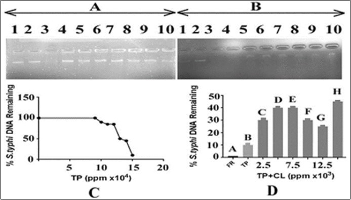  Effect of T. peruviana on Salmonella typhi DNA and              protection by C. limon leaf. Panel (A):  lane 1control: DNA in TAE buffer; lane 2: DNA, DMSO and TAE buffer; lane 3: DNA with FR;Lanes 4-10 contained DNA, T. peruviana in increasing concentrationsi.e. from 90000, 100000, 110000, 120000, 130000, 140000 and 150000ppm, respectively. (B)The lane 1:control, DNA in TAE buffer, lane 2: DNA, DMSO and TAE buffer; lane 3: DNA with FR. Lanes 4-10 =DNA, T. peruviana150000ppm in each and varying            concentrations of lemon leaves extract i.e. 2500, 5000, 7500, 10000, 12500 and 15000 ppm, respectively.TP=T. peruviana; CL=C. limon;         panel C: represents an estimate of data from panel A, lanes 1, 4 to 10, respectively; panel D: represents an estimate of data from panel B, lanes 3 to 10, respectively.