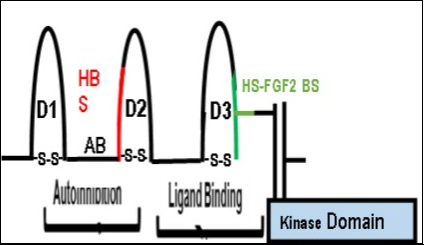  A schematic diagram of the extracellular FGFR Domains and the Intracellular Kinase Domains. The model shows the extracellular autoinhibition and ligand binding domains of FGFR1. The Acid Box or AB linker is involved in the process of autoinhibition and is localized between D1 and D2. In our model, direct inhibition of HS binding to FGFR1 attenuates the autoinhibitory process and is mediated by the AB linker (See Figure 7-Closed Model).  On the other hand, the removal of the AB linker by alternative splicing eliminates the autoinhibitory             function of the extracellular domain (D2). The heparan sulfate-binding site (HBS-Red) is in D2. The Ligand Binding Site is composed of the D2-D3 linker region and the D3 domain (GREEN). The heparan binding site (HBS: RED) is in D2 and the Heparan sulfate-FGF2 binding site (GREEN) is in D3.  (This figure is a modification of Figure 2 in                     Mohammadi, M et al. Cytokine Growth Factor Rev. 16, 107-137 (2005) with permission of the publisher