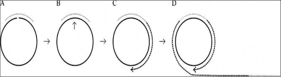  Principle of a miRNA detection system based on padlock probe recognition of miRNAs and rolling     circle amplification (RCA). (A) Padlock probes are linear DNA probes where terminal sequences are designed to specifically recognize and hybridize to two adjacent sequences of a particular miRNA. (B) The padlock probes annealing to the perfectly matching miRNA termplate are circularized upon addition of DNA ligase. (C) After ligation the annealed miRNA serves as a primer for linear rolling circle amplification by a phi29 DNA polymerase. (D) The phi29 DNA polymerase facilitates rolling circle amplification, thereby producing a DNA product containing multiple copies of the miRNA sequence from  24. 