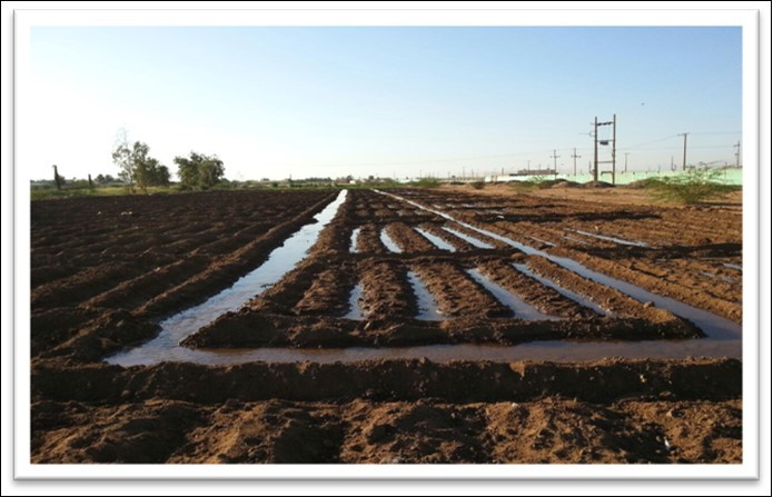  First irrigation of Sunflower (Serena and Opera), Farm of the college of Agriculture, University of Bahri at Alkadaro - Sudan (2017/2018) 