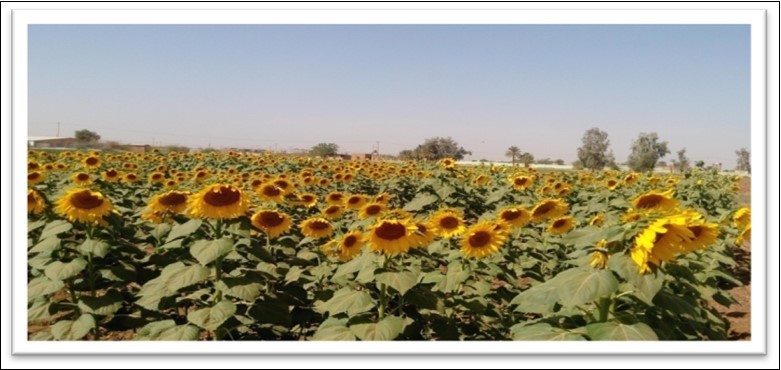  Sunflower (Serena and Opera) at flowering stage-Farm of the               College of Agriculture, University of Bahri - Alkadaro-Sudan (2017/2018)