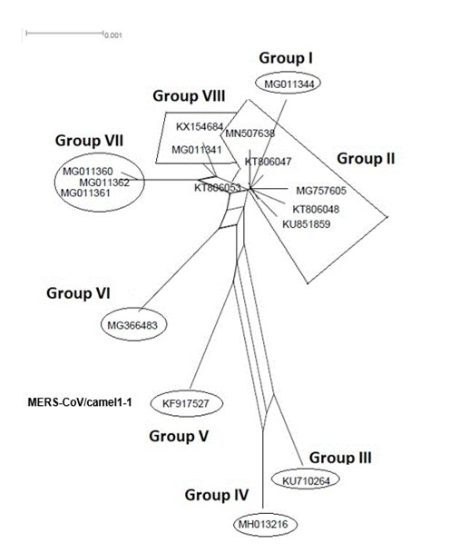  NeighborNet for 16 sequences of spike glycoprotein-coding gene of coronaviruses lineages of MERS/CoV belonging to cluster II. The networked relationships indicate the              presence of reticulate events. Boxes imply likelihood of recombination. The phylogenetic network, constructed, using SplitsTree4 software, delineated eight distinct clusters. The scale bar shows the number of substitution per nucleotide.