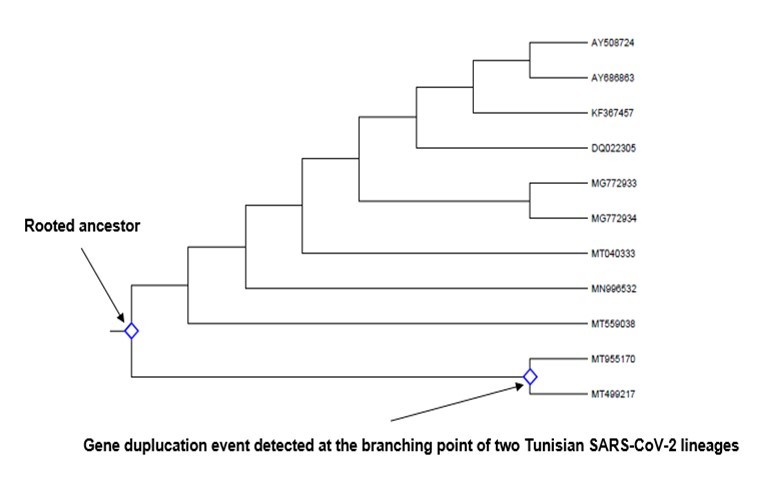 Cladogram depicting gene duplication events in the rooted ancestor as well as in the node of two               Tunisian SARS-CoV-2 lineages (shown by two arrows). Identification was done by searching for all branching points in the topology with at least one species that is present in both subtrees of the branching point. An unrooted gene tree was used for the analysis such that the search for duplication events was performed by  finding the placement of the root on a branch or branches that produced the minimum number of duplication events. Evolutionary analyses were conducted in MEGA-X.