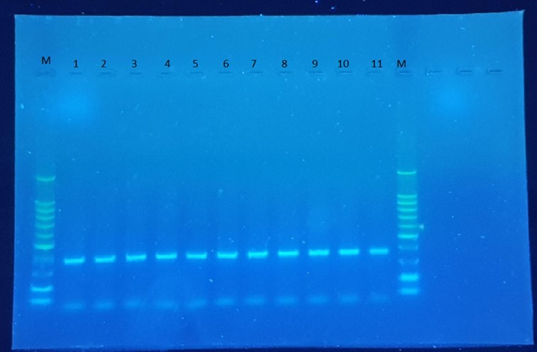  PCR of the VHH gene from plasmid DNA of transformation. 11 of them are indicated as PCR positive.