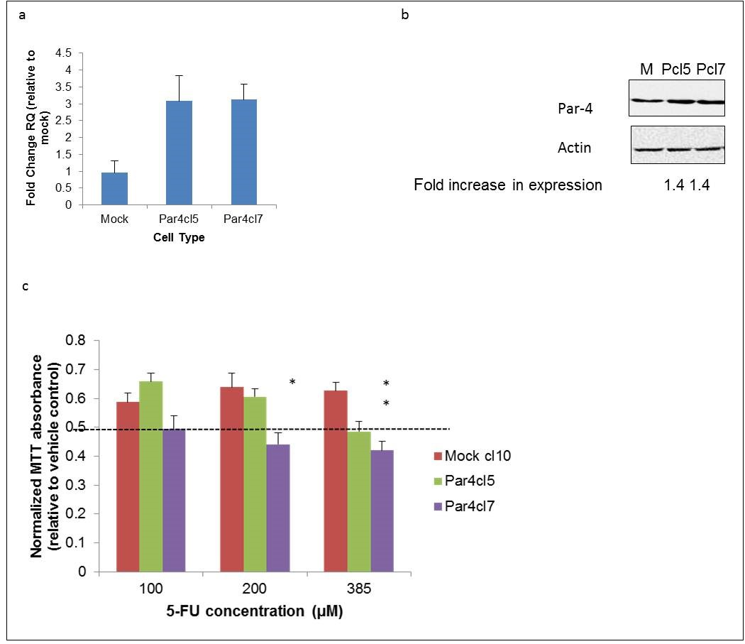  Overexpression of Par-4 increases susceptibility of metastatic SW620 cells to 5-FU. SW620 colorectal cancer cells were transfected either with a plasmid vector containing a human Par-4 construct or an empty vector (mock). a) Par-4 mRNA expression was assessed in mock-(M) and Par-4-transfected (Pcl5 and Pcl7) cells by RT-PCR analysis. The bars in the graph reflect the fold upregulation of Par-4 mRNA expression in Par-4-transfected cells over the expression in mock-transfected cells. Data shown are means + SE of three biological replicates. b)  Western blot analyses were performed to assess Par-4 protein expression in mock- and Par-4-transfected cells. The intensities of the Par-4 bands were normalized against the respective intensities of the bands for the loading control, actin, to calculate the -fold increase in expression. c) The susceptibility of mock- and Par-4 transfected SW620 cells to the chemotherapeutic agent 5-FU was assayed by MTT. Cells were treated with either the vehicle control (DMSO) or with the indicated concentrations of 5-FU for 48 hours. The bars in the graph reflect the absorbance readings of the 5-FU-treated cells normalized against those of the vehicle-treated cells. Data shown are means + SE of at least three biological replicates.