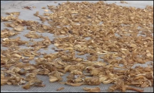  Dried tubers of Satawar (Asparaguaracemosus)