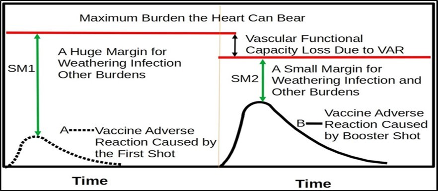  The first vaccine shot may generate a small vaccine adverse reaction (VAR) peak. The first shot may reduce vital functional capacities and also activate the immune system for fighting the “antigen”. The second shot will make this VAR peak much larger. In the initial shot, the body has huge surplus functional capacities for weathering the cytokine storm and other life activity                 burdens. The booster shots will dramatically reduce the body’s ability to weather infection, vaccine and life-activity burdens. The person’s functional capacity margin for survival will decline from SM1 to SM2. By keeping being vaccinated, functional capacity margin will approach zero.