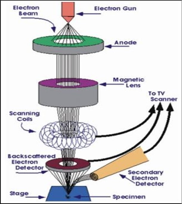  Schematic image of SEM