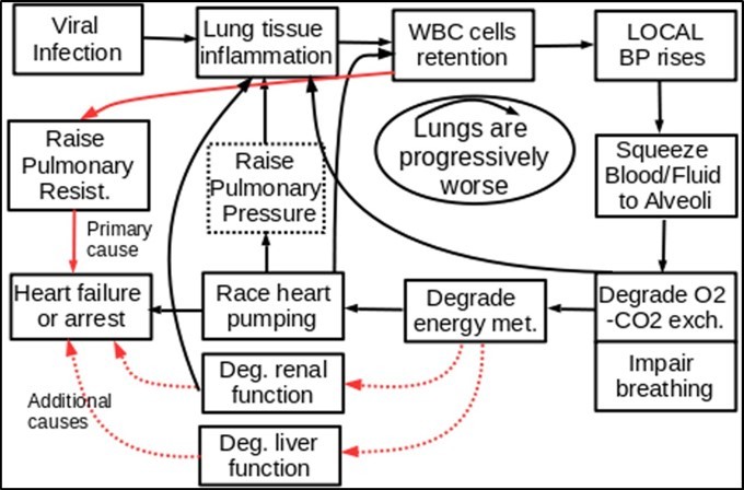  It Shows how the virus-triggered WBCs retention can impair          other vital organs such as liver, heart and kidneys, resulting in final heart              failure or multiple organ failure.