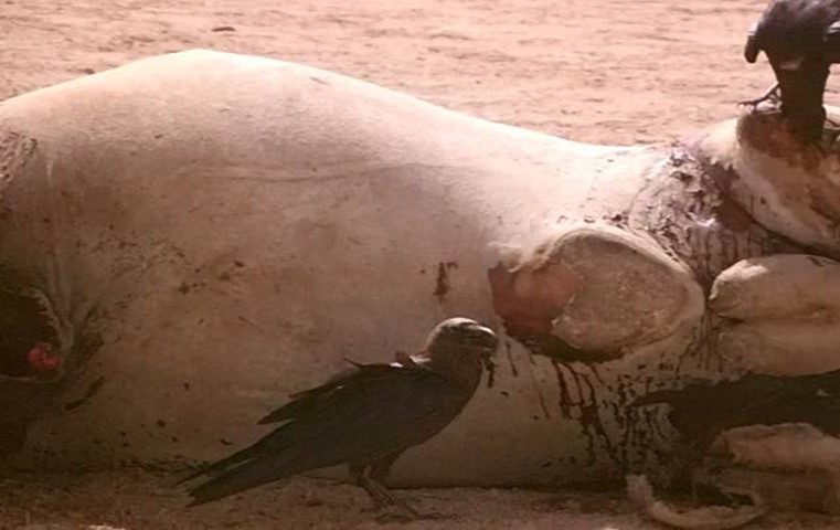  A raven (black bird) standing on the ground & looking towards the camera & its third eye lid is apparent as whitish membrane covering the eye, while the other raven standing upon camel &  return to eating. Halayeb, Egypt.