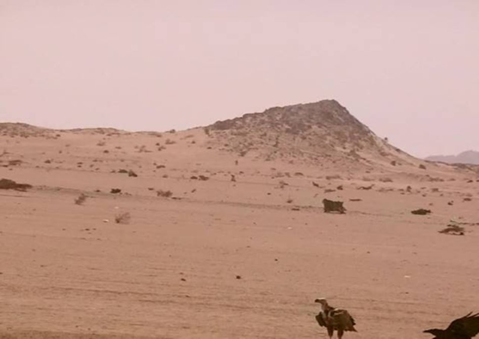  A flaying raven & a standing lappet-faced vulture. Halayeb, Egypt