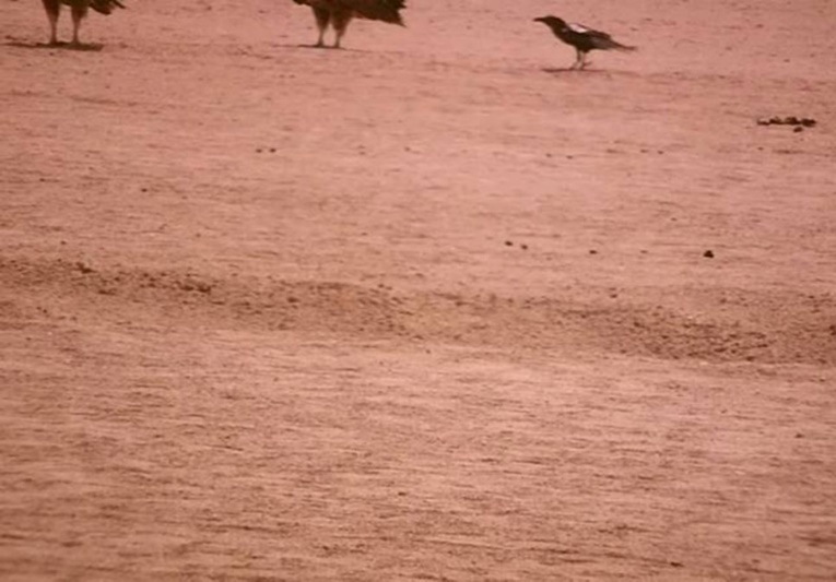  A raven & lappet-faced vultures (mission). Halayeb, Egypt 