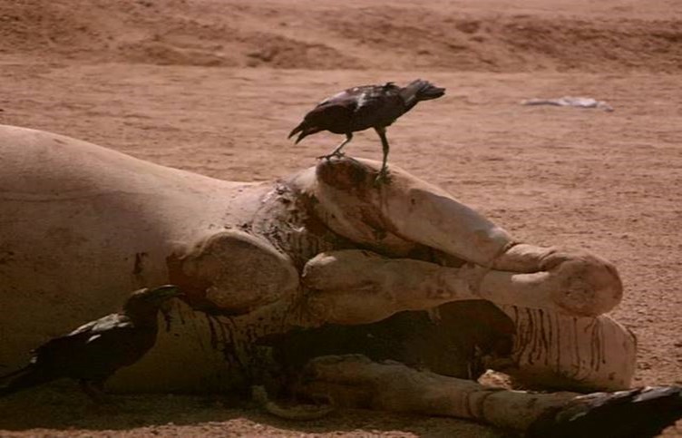 Two ravens discuss certain issue by using                  language apparatus, body language, complete attention & the smart attitude, Halayeb, Egypt 