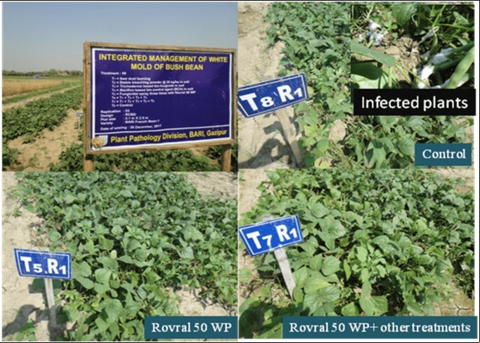  Experimental field view of integrated management of white mold disease of bush bean in Plant Pathology Division, BARI, Gazipur and white mold disease symptom in control plot and disease free plot in the field 
