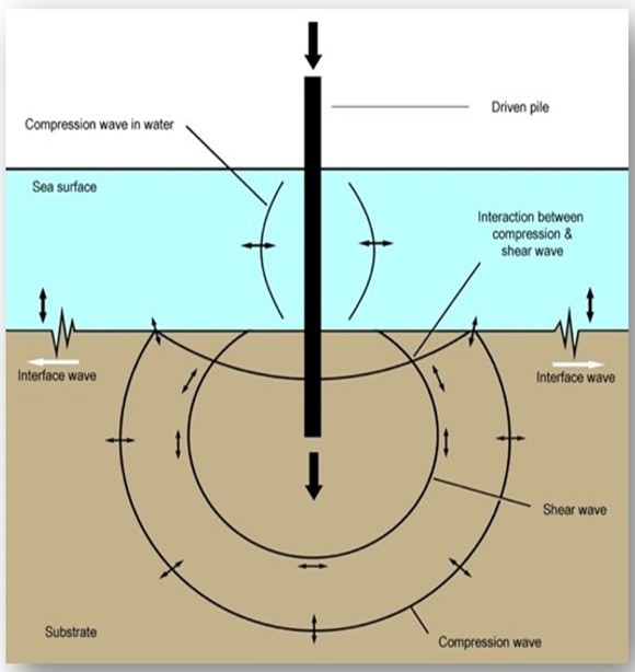  (Drawn by me): Pile driving, where a strong and rigid pile is banged from above, resulting in sound propagation through the seabed as well as through the water. Pile driving is used for construction work close to the shore and also within the sea. Below-ground impact produces compression waves which                   propagate outwards. Shear waves and interface waves are also produced. Propagation velocities are highest for the compression waves, intermediate for shear waves, and lowest for interface waves. As the waves propagate away from the pile they begin to separate. In addition, they can decay at different rates but this decay is frequency dependent. Interface waves at the lower frequencies may dominate substrate                   transmission at long distances, showing the least attenuation