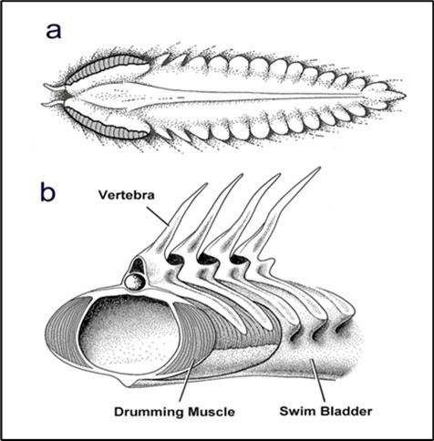  (Drawn by me) The sound producing muscles of fishes are often attached to the gas-filled swim bladder, as they are here in the haddock. a is viewed from above, and b from the front, behind the head. The muscles are rather large and powerful, and the gas within the swim bladder is easily compressed by them, generating sound pressure.
