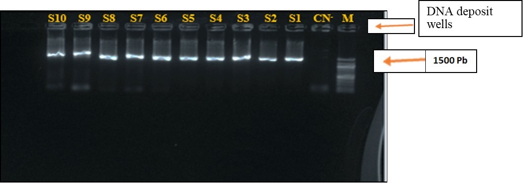 Electrophoresis on Agarose Gel at 1% of the PCR Product of the rRNA16S gene of strains. S1-S10 : Strains of Staphylococci ; M : labder marker DNA (100), CN- : Negative control.