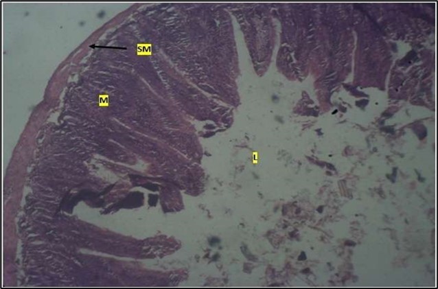  Control showing the mucosa with intestinal villi (v) projecting towards the lumen (l) and the underlying smooth muscle layer (sm) all appearing normal