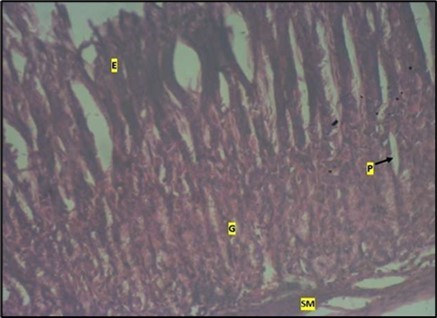  control plate showing gastric pits with goblets cells (g). Smooth muscle layer (SM) and surface epithelium (e) appears normal. (H&E).