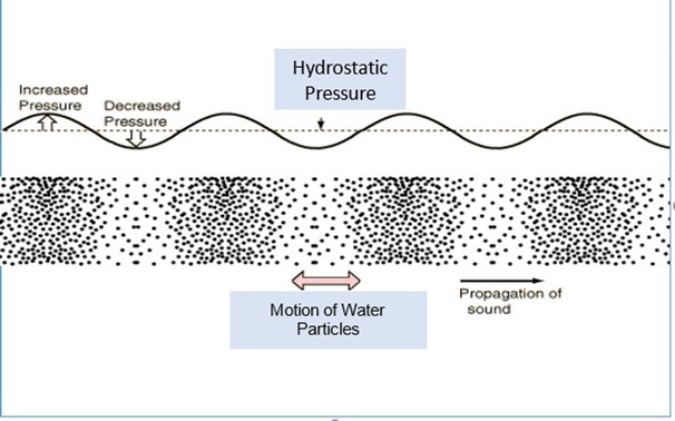  Underwater sound is made up of two elements: There are waves of compression and rarefaction – the Hydrostatic Sound Pressure. But in addition, Particles of the water are alternately forced together and then apart – the Particle Motion. Marine Mammals are sensitive to the Sound Pressure. However, Fishes and Invertebrates mostly detect the Particle Motion, although a few fishes are able to detect the Sound Pressure