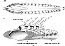 The drumming muscles of the     haddock, that compress the swim bladder and generate sounds. 