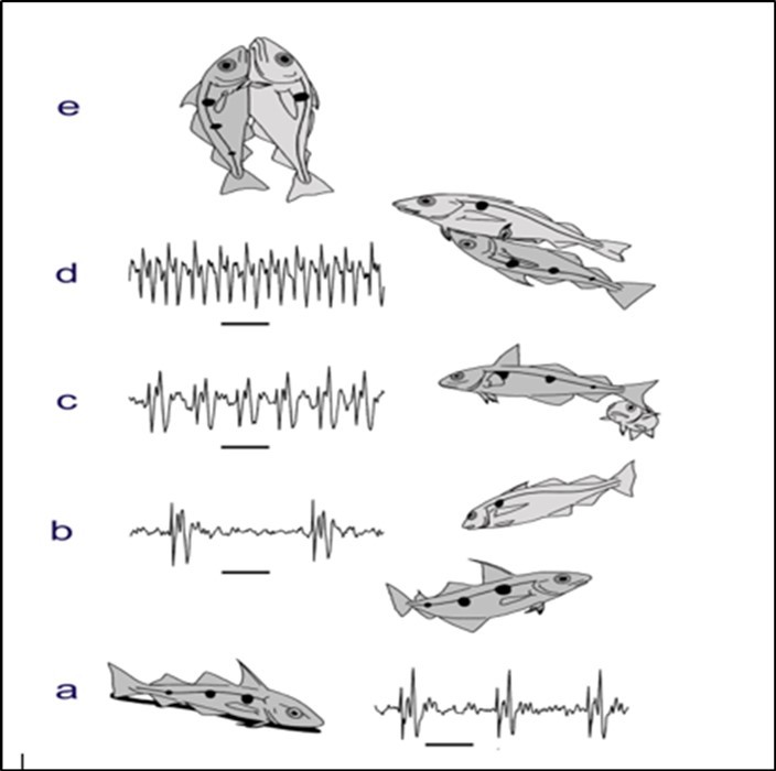 The male haddock varies its sounds during the spawning behaviour, while the female remains silent. On the seabed (a), the male makes repeated sounds that can keep other males away but they attract a female. The male then rises up through the water (b) towards the female and then speeds up the sounds (c) as she approaches him. He then embraces the female (d) and as they move further up through the water together the male then stops producing sounds (e). The female then releases eggs and the male releases sperm so that they create a new juvenile haddock.