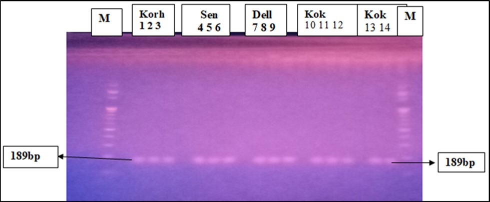  PCR products of Bt-11 specific genes.