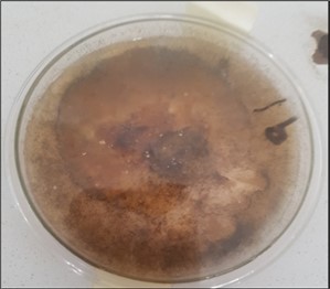 5 days of biodegradation activity of Rhizopous Oryzea on gum Arabic-graft-polyethylene glycol 