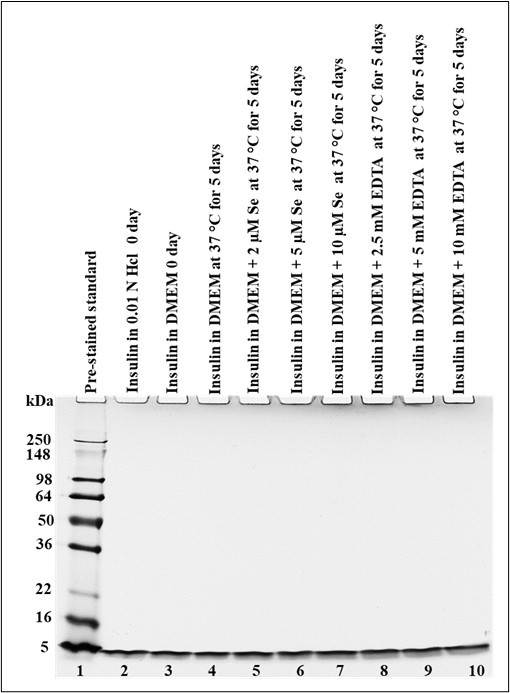  Effect of EDTA and Se on the stability of insulin in DMEM medium.Different concentrations of Se and EDTA were used for preparing insulin in DMEM medium in separate vials, and each sample vial was incubated at 37 °C for 5 days. Tris-glycine SDS 16% gel was used in SDS-PAGE to analyze the stability of the insulin under non-reduced conditions, and SimplyBlueTM Safe Stain was used for staining. Three different experiments were carried out.