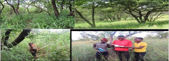The Wooded grassland at Bayo community managed forest, Southern Ethiopia (photo: Tamirat Haile, 2021).