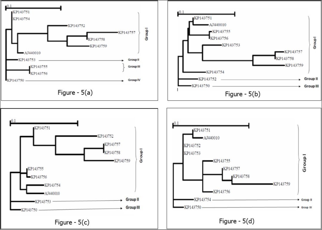  GARD tree reconstruction of the HSP70h partial gene segments spanning 1-99 bp (Fig. 5a), 100-375 bp (Fig. 5b), 376-585 bp (Fig. 5c), and 586-666 bp (Fig. 5d), respectively. In each tree, three even four clusters with different topologies were delineated. Scale bar indicates the number of substitutions per nucleotide.
