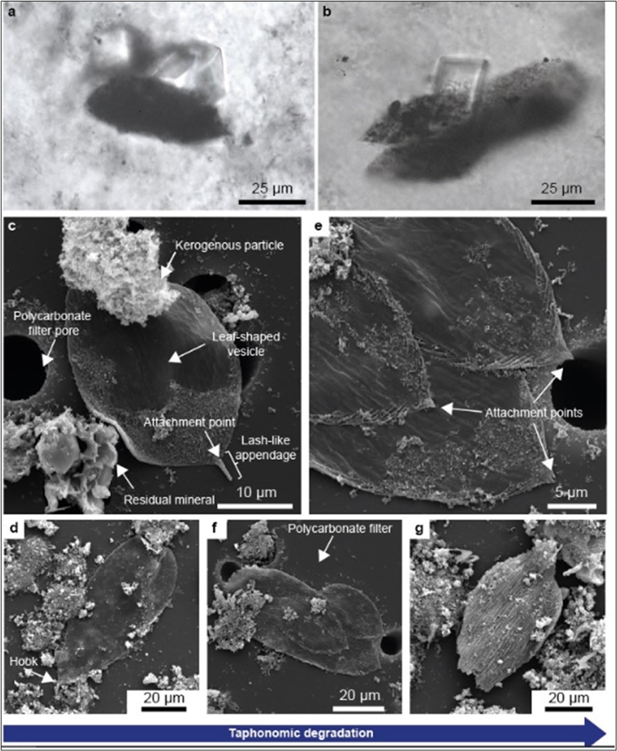 Micrographs from Delarue et al.