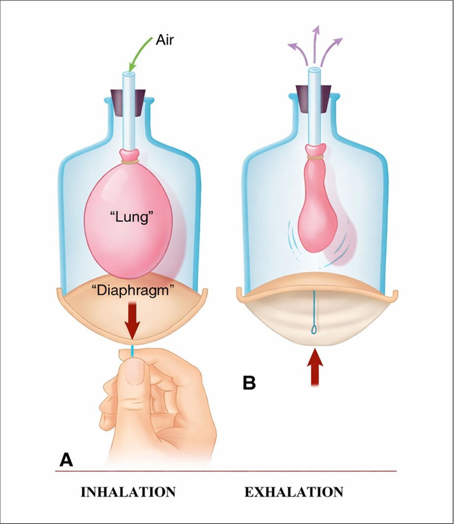 Bell jar experiment showing how we breathe