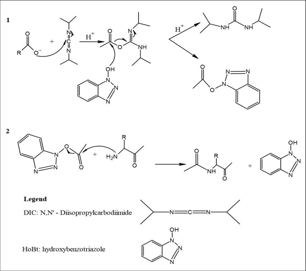 Scheme 1. Chemical mechanism synthesis of peptides catalysed by HoBt and DIC. 1. DIC activates the carbonyl of the carboxylic acid function of the coupled amino acid. The consequence is the reduction of a large number of side reactions. 2. After obtaining an activated intermediate, HOBt is used to produce activated esters. These esters are insoluble (like N-hydroxysuccinimide esters) and react with amines at room temperature to give amides 35.