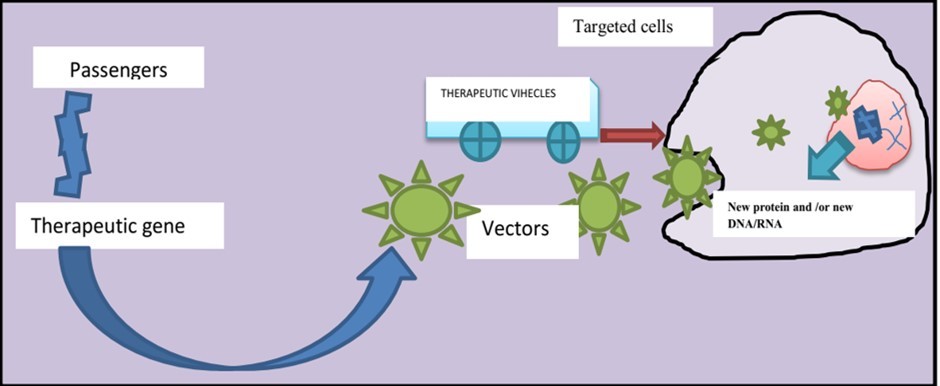 Figure 1. Components of gene therapy. The foundation of gene therapy is the hypothesis that foreign sequences or genes can be introduced into cells via "vehicles" or vectors. To transfer a therapeutic passenger to the target cell, a vector serves as a carrier vehicle.