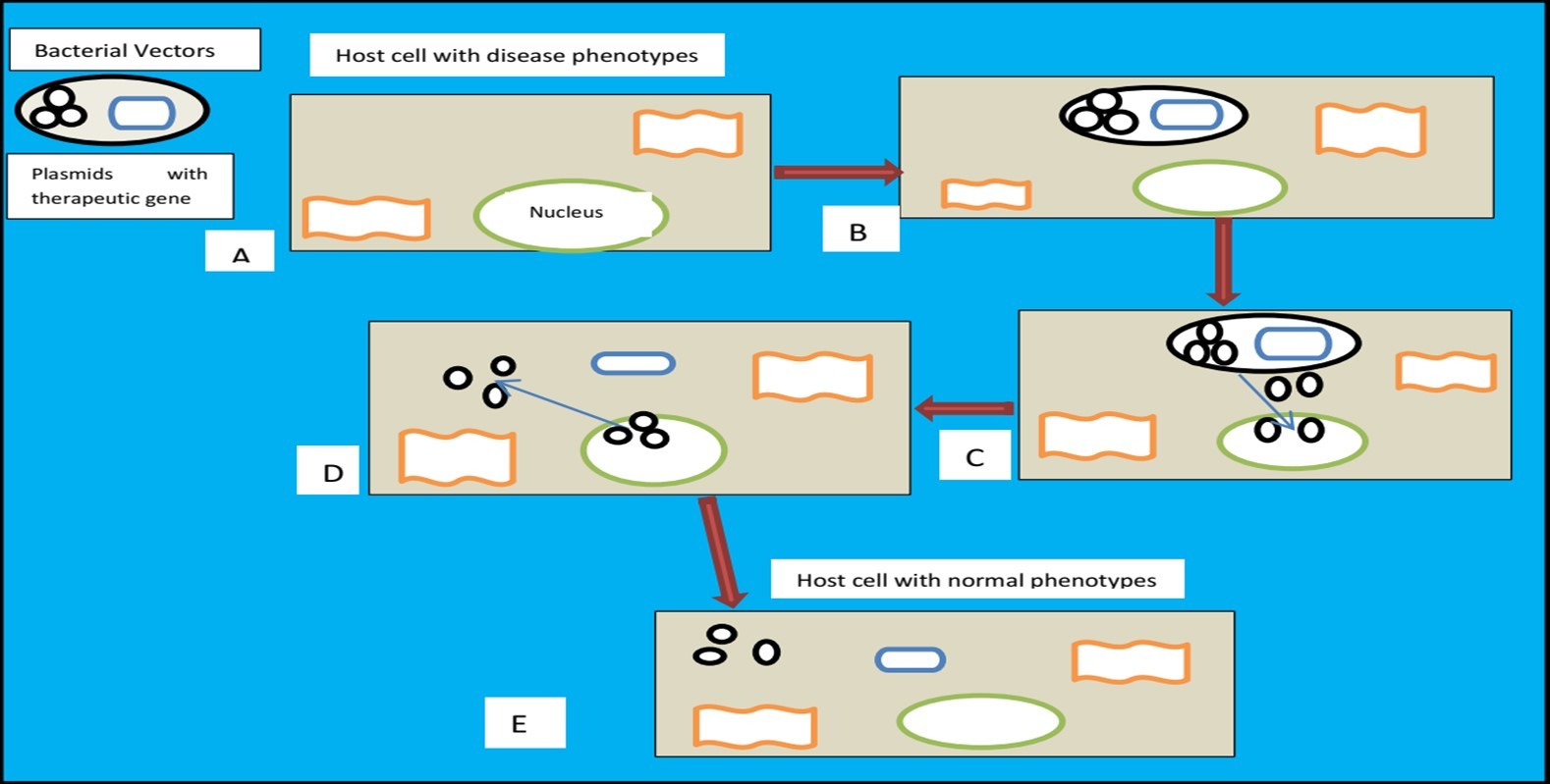 Figure 2. Gene therapy via bacteriotransfection. A) Using bacteria as vectors, plasmids carrying therapeutic genes are inserted into host cells displaying disease characteristics. B) An invasive bacterial vector inside the host cell. C) After bacteria escape the phagolysosome, plasmids are released into the cytoplasm of the host cell and migrate toward the nucleus. D) The therapeutic gene of the plasmid is expressed by the host cell as a therapeutic protein. E) When the changed or deleted gene product is replaced by the transgene-encoded protein, the cell returns to its normal phenotype.