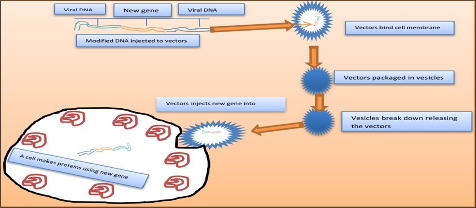 Figure 3. Genetically, viruses can be used as medicinal agents. In a gene transfer, therapeutic DNA is combined with a vector, typically one that comes from a virus. Vectors can be injected directly into the recipient's tissue, or they can be utilized to modify cells ex vivo for transplantation into the recipient.