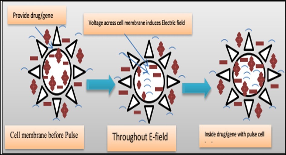 Figure 4. Physical techniques of gene transfer by electroporation. The underlying idea of this method is that transmembrane potential differences produced by delivering electric pulses across the cell membrane allow transitory membrane penetration and facilitate DNA insertion via the destabilized membrane.