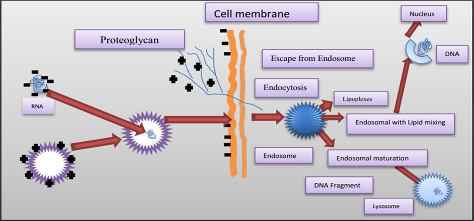 Figure 5. Chemical gene transfer approach using cationic liposomes. DNA and cationic lipids form lipoplexes, which are micellar structures called liposomes. These complexes can fuse with the cell membrane and form a double-layer inverted vesicle when internalized by endocytosis. As the endosome matures into a lysosome, the endosomal wall may burst, releasing DNA into the cytoplasm and potentially toward the nucleus. Gene expression may result from DNA import or DNA breakdown.