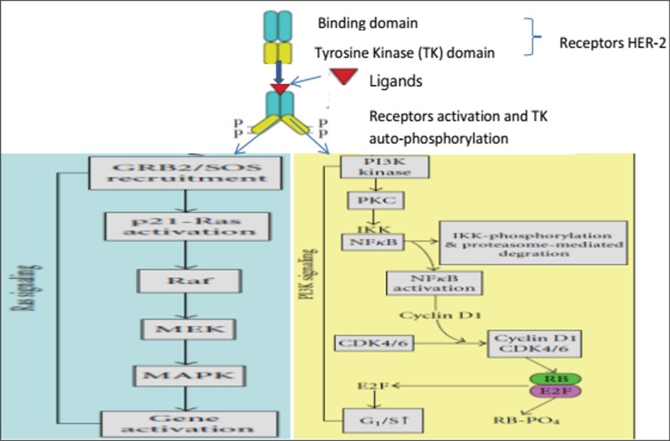 Figure 6. The EGFR signaling pathway. A). EGFR is bound by an EGF ligand, which then causes homo or heterodimerization and tyrosine kinase residue auto or transphosphorylation of dimer partners. This initiates the real downstream signaling cascades. B). The tabular Ras signaling cascade. C). A tabular representation of the PI3K signaling cascade 41